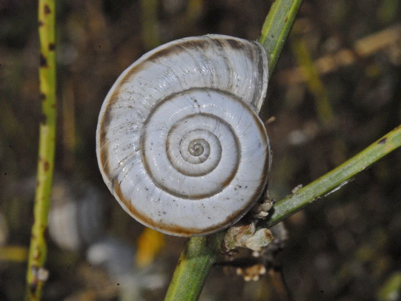 Centinaia di chiocciole sugli sterpi ...